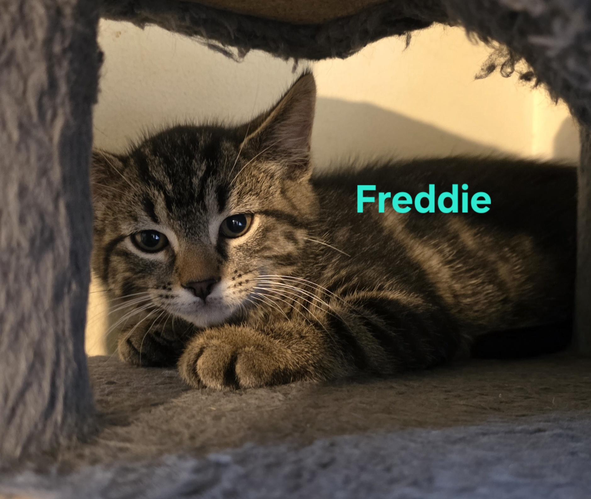 Freddie, adopted, Kitten Male Domestic Short Hair.