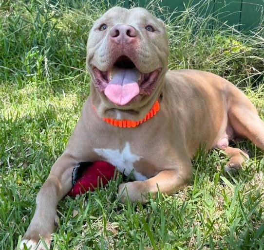 Enlarge MIDAS, a Adoptable mixed breed in Van Nuys, CA image 1/1