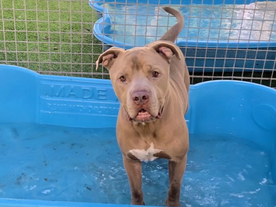 MIDAS, Adoptable, Young Male Pit Bull Terrier & Mixed Breed.