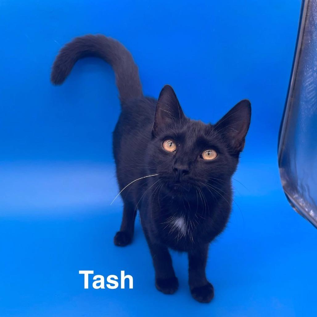 Enlarge Tash, a Adoptable American Shorthair in Collinsville , OK image 1/1