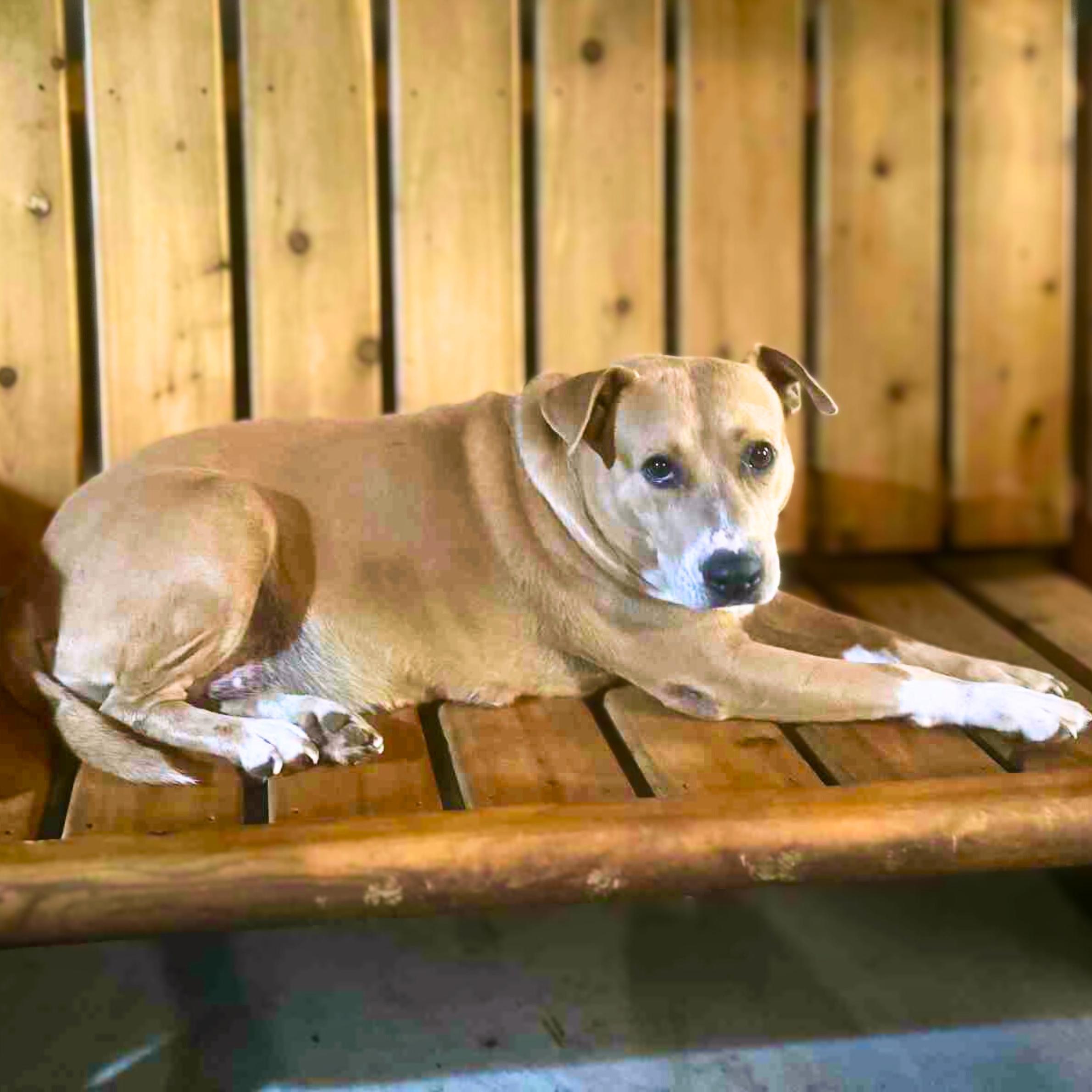 Enlarge Pillow, a Adoptable mixed breed in Deer Park, NY image 4/6