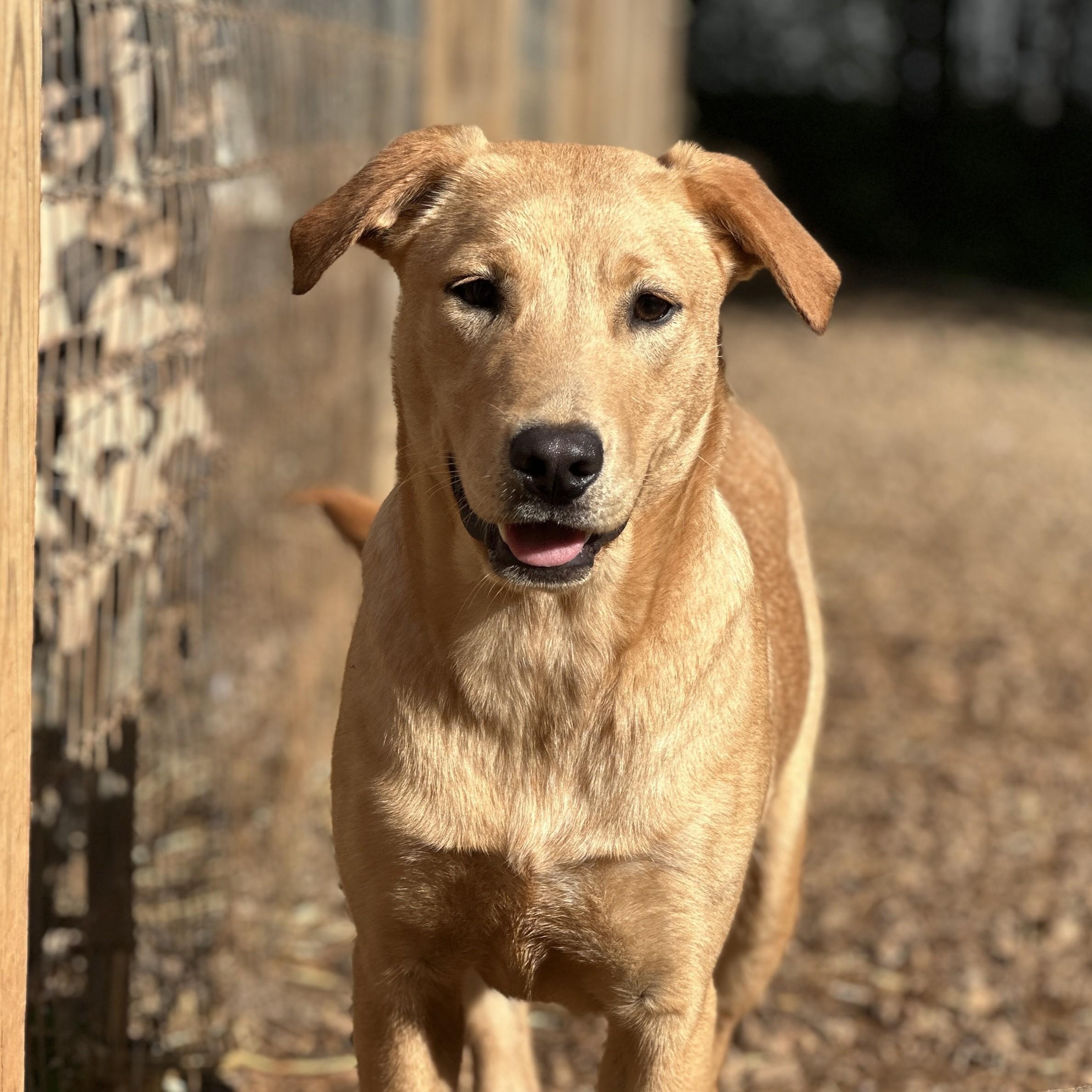 Enlarge Hummus, an adopted mixed breed in Columbia, SC image 1/6