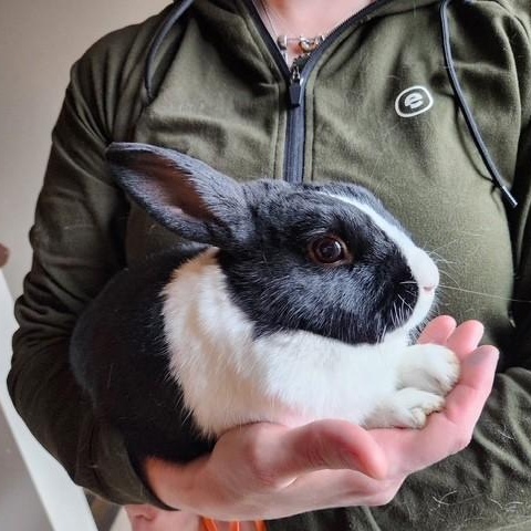 Enlarge Male dutchie, a ADOPTABLE Dutch in Salt Lake City, UT image 1/3
