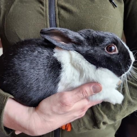 Enlarge Male dutchie, a ADOPTABLE Dutch in Salt Lake City, UT image 2/3