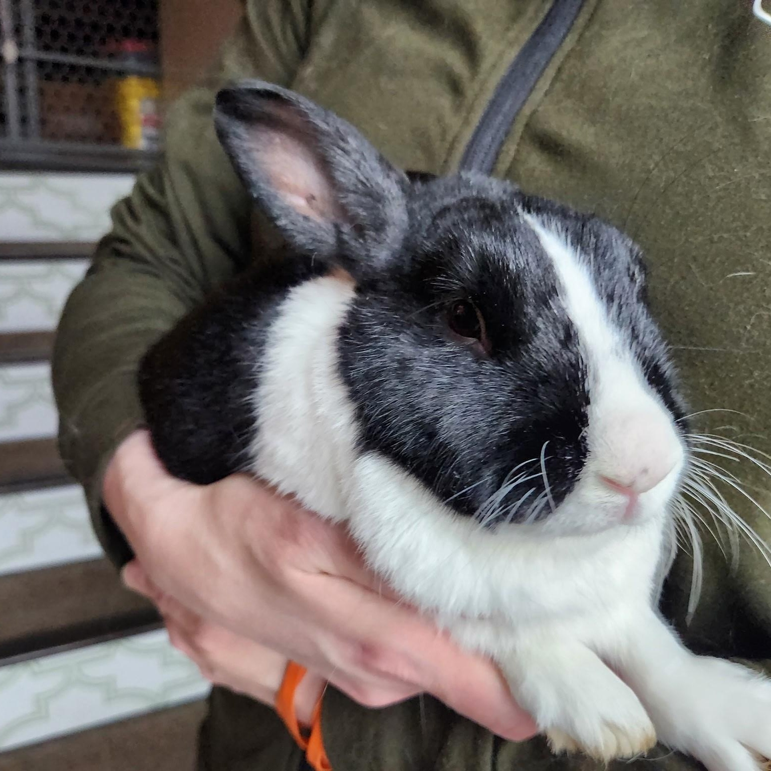 Enlarge Male dutchie, a ADOPTABLE Dutch in Salt Lake City, UT image 3/3