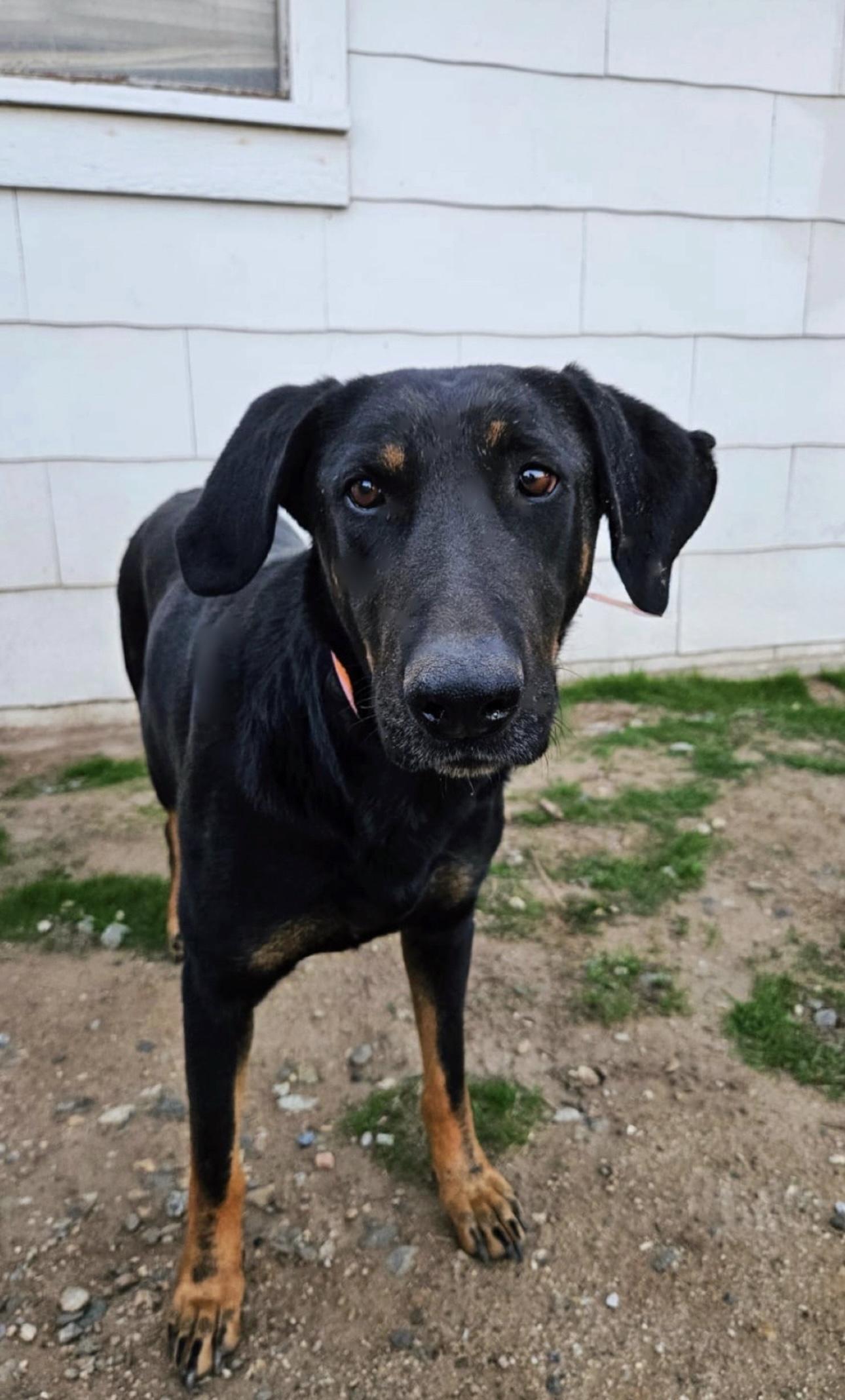 MAGGIE