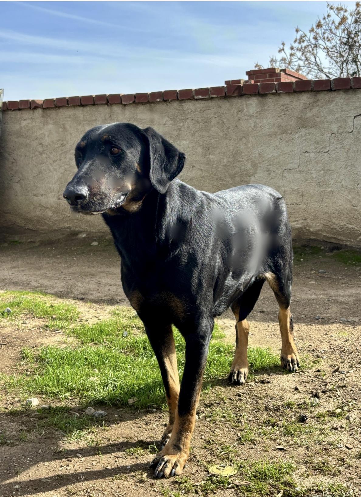 MAGGIE