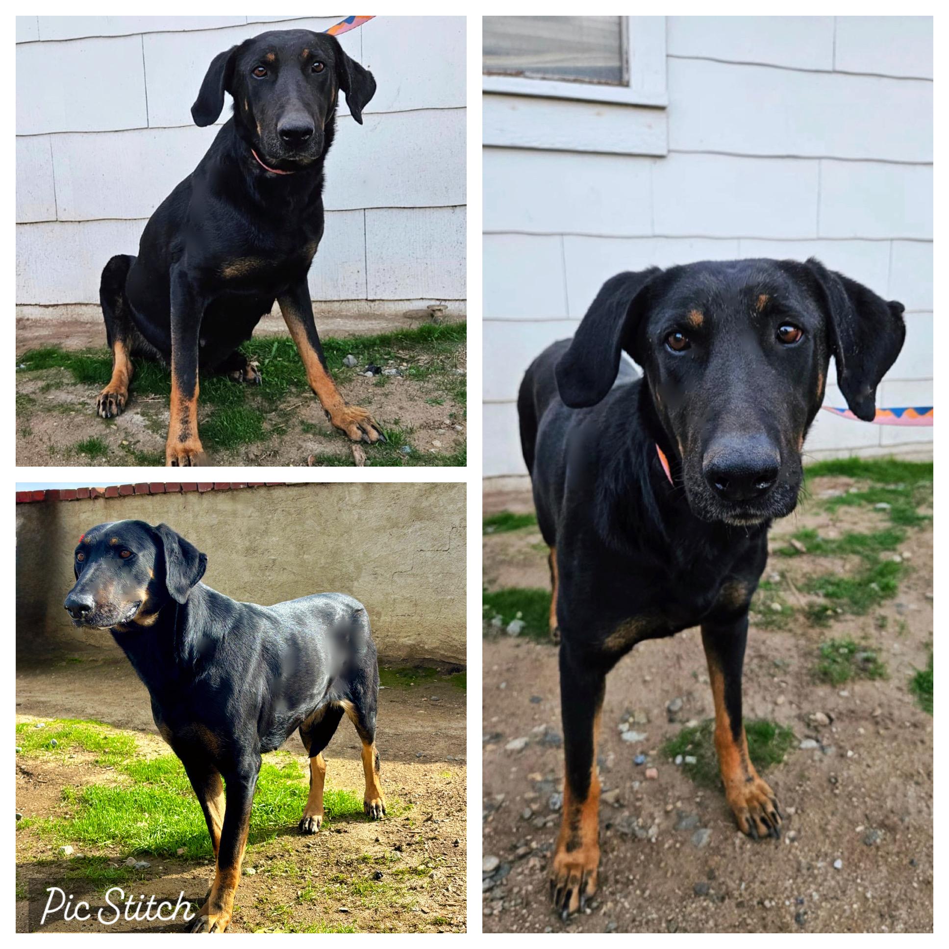 MAGGIE