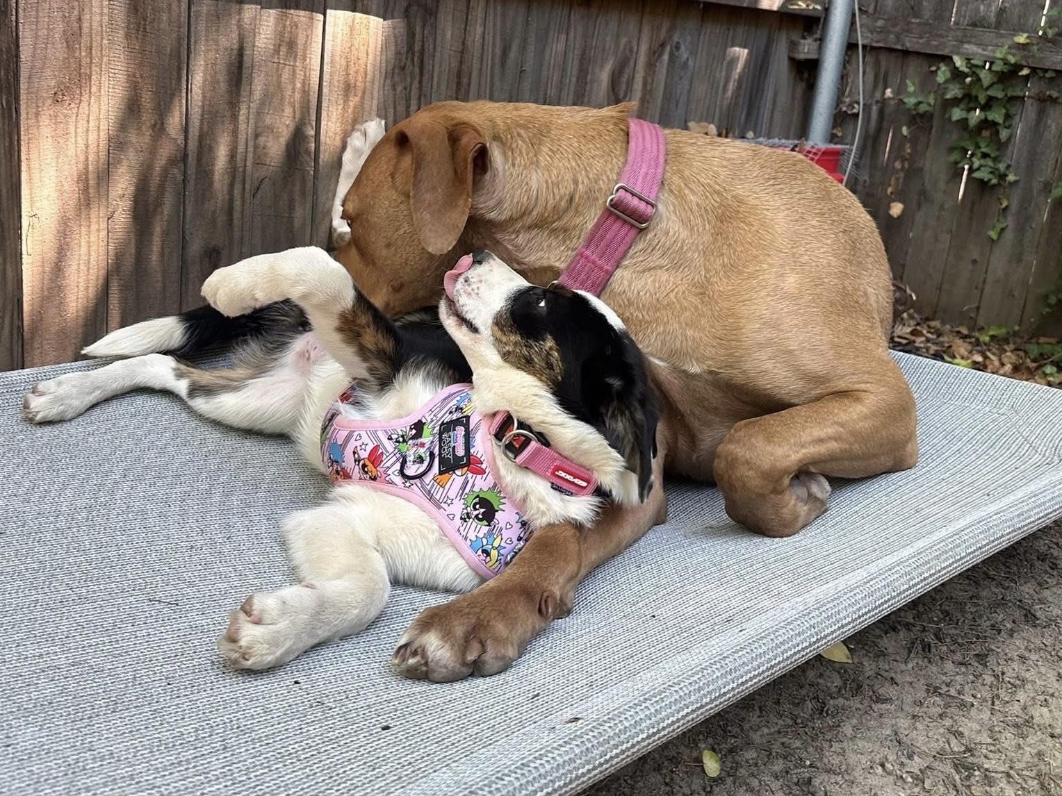 Enlarge Boots, an adopted mixed breed in Alexandria, VA image 6/6