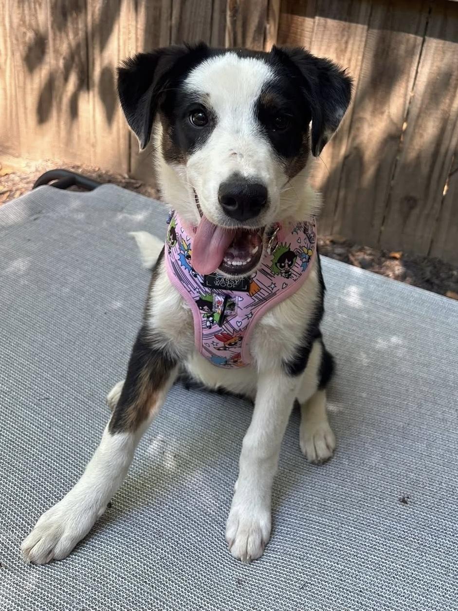 Boots, ADOPTABLE, Puppy Female Border Collie & Shepherd.