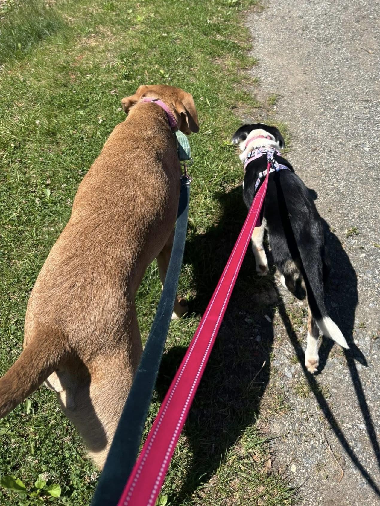 Enlarge Boots, an adopted mixed breed in Alexandria, VA image 4/6