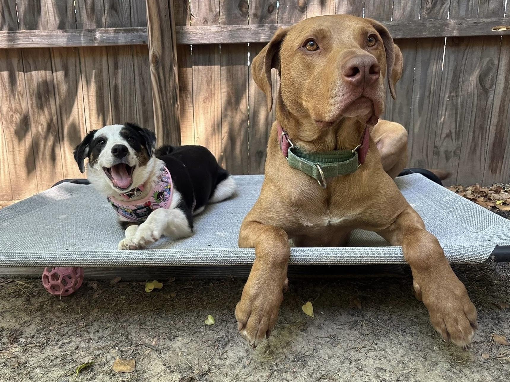 Enlarge Boots, an adopted mixed breed in Alexandria, VA image 5/6