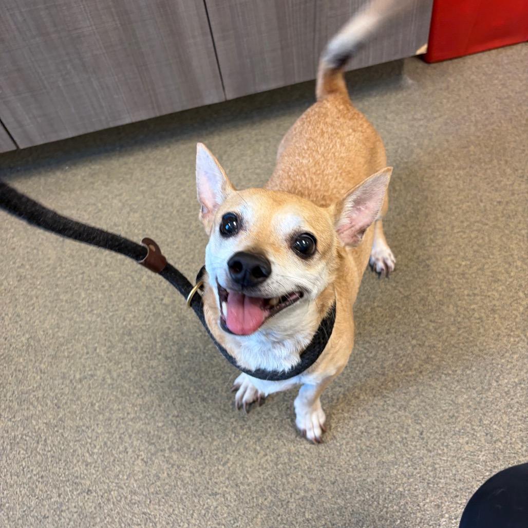 Enlarge Dino, a Adoptable mixed breed in Council Bluffs, IA image 1/1