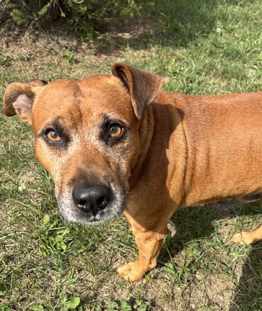 HERMIN, Adoptable, Adult Male Beagle & Mixed Breed.