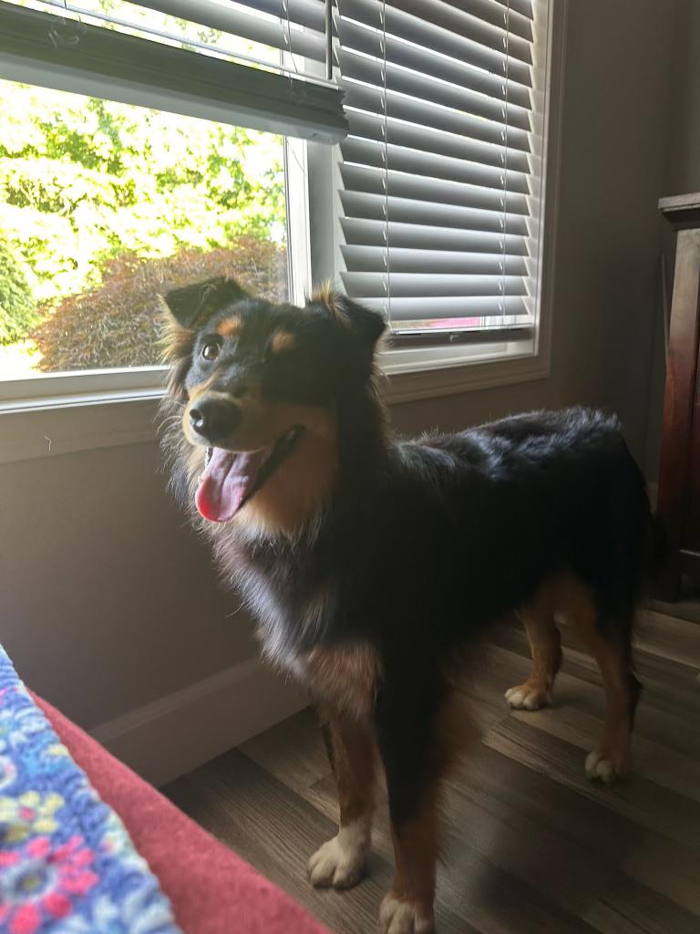 Bex, Adopted, Young Male Australian Shepherd.
