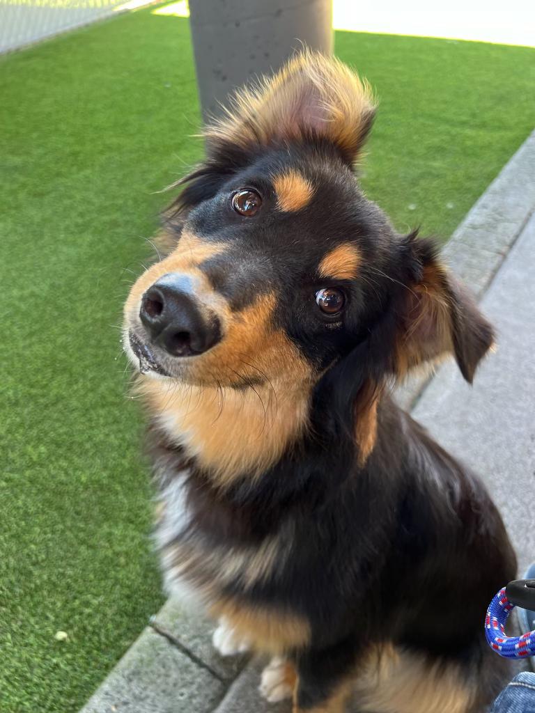 Enlarge Bex, a Adopted Australian Shepherd in Vancouver, WA image 2/5