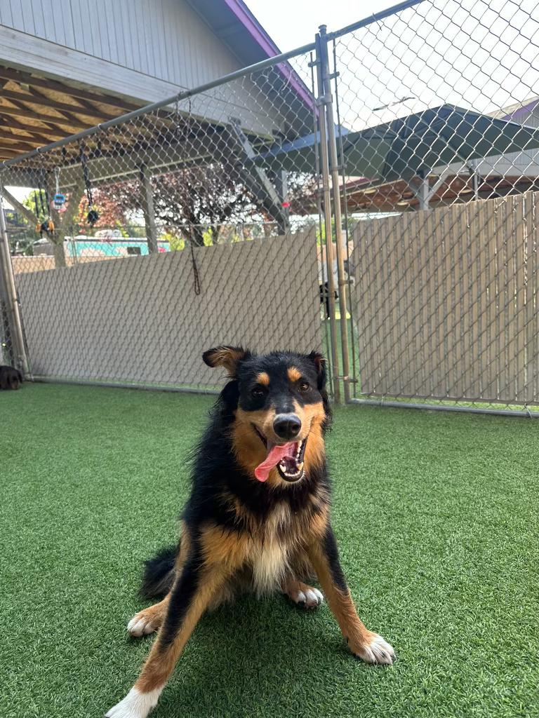 Enlarge Bex, a Adopted Australian Shepherd in Vancouver, WA image 3/5