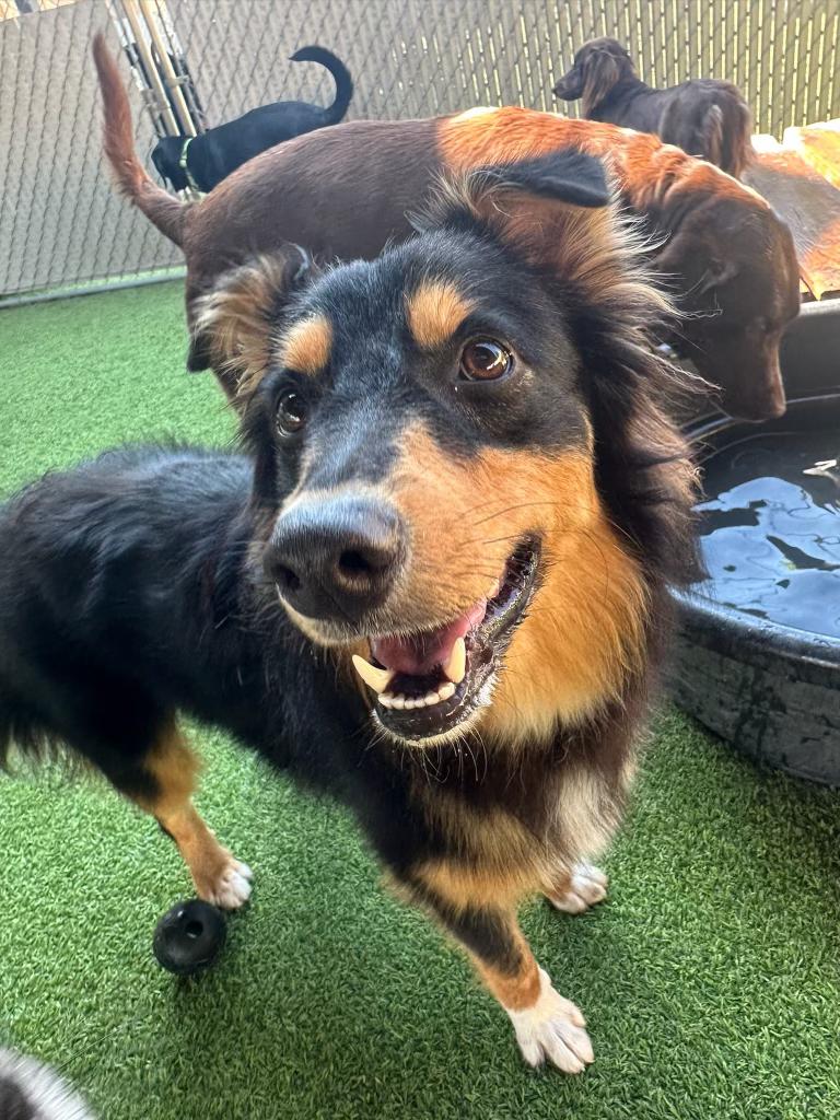 Enlarge Bex, a Adopted Australian Shepherd in Vancouver, WA image 4/5