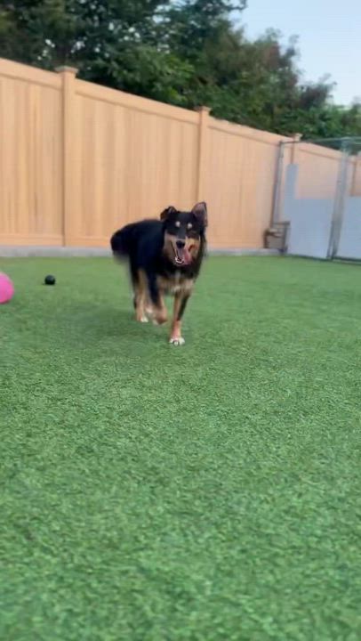 Enlarge Bex, a Adopted Australian Shepherd in Vancouver, WA video 5/5