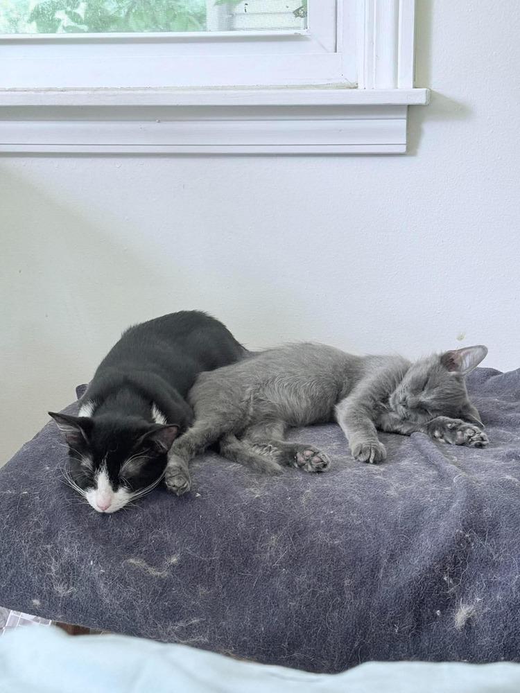 Enlarge Milo (26-182 C), a Adoptable Domestic Short Hair in Lansing, MI image 1/4