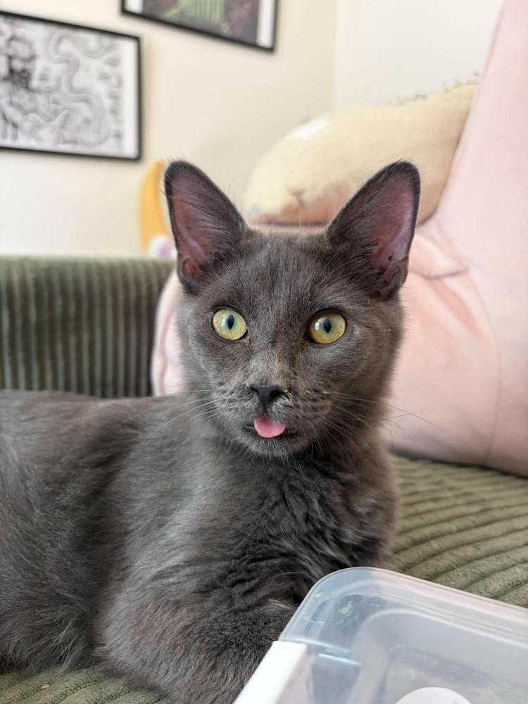 Enlarge Milo (26-182 C), a Adoptable Domestic Short Hair in Lansing, MI image 2/4