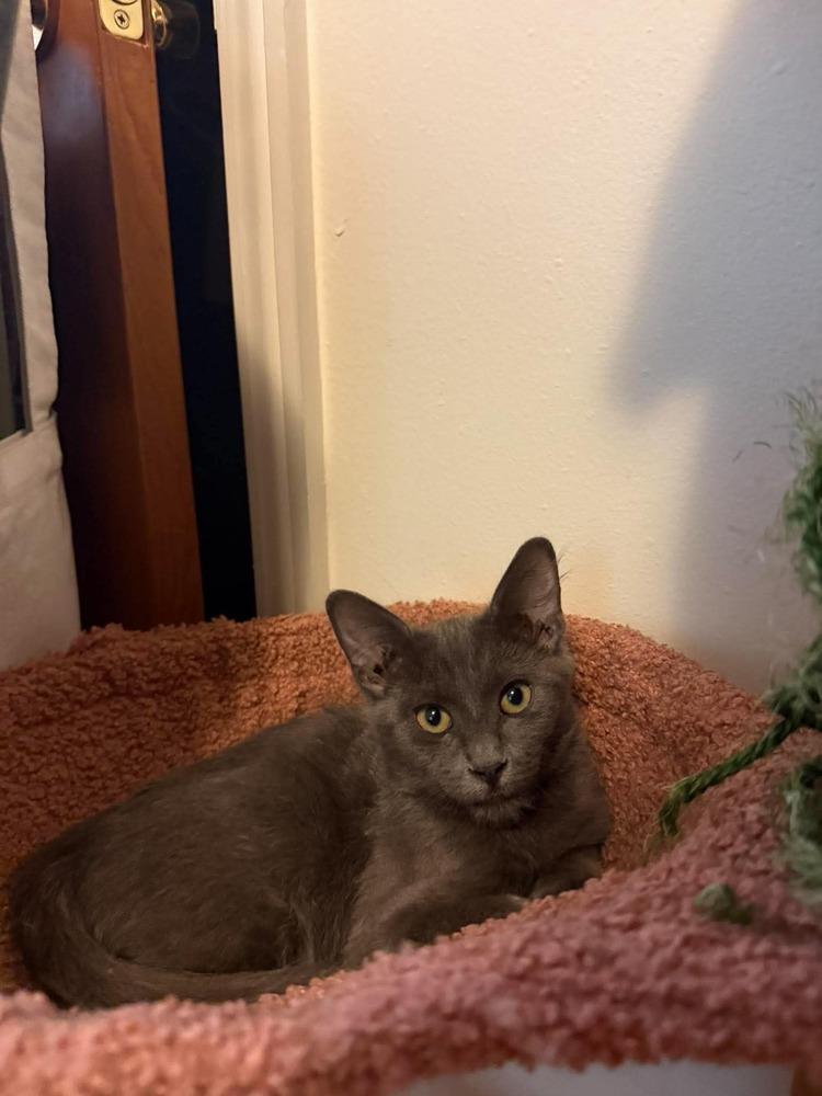 Enlarge Milo (26-182 C), a Adoptable Domestic Short Hair in Lansing, MI image 3/4