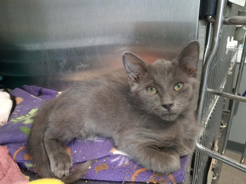 Enlarge Milo (26-182 C), a Adoptable Domestic Short Hair in Lansing, MI image 4/4