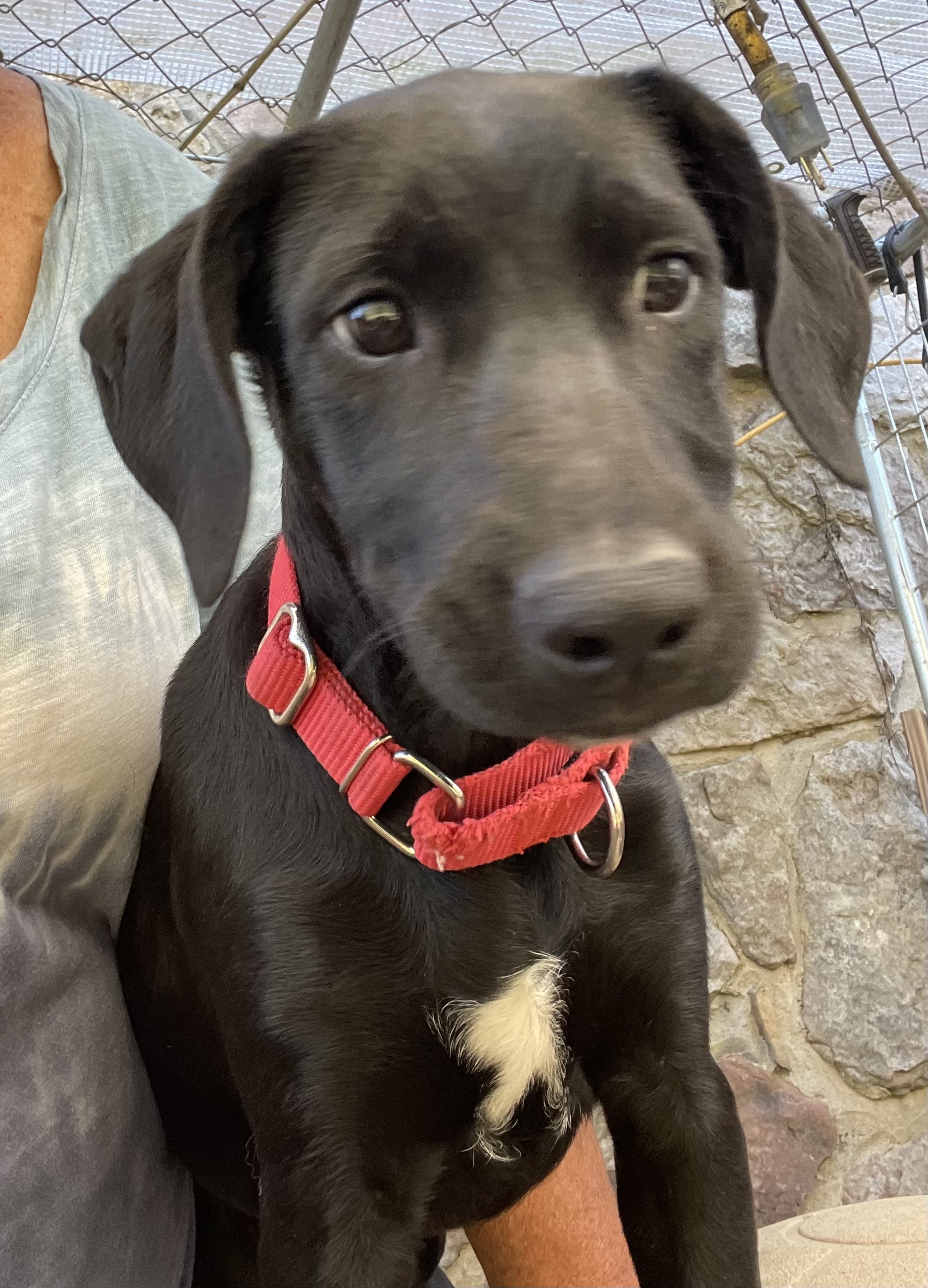Dog for adoption Happy, a Black Labrador Retriever & Hound Mix in