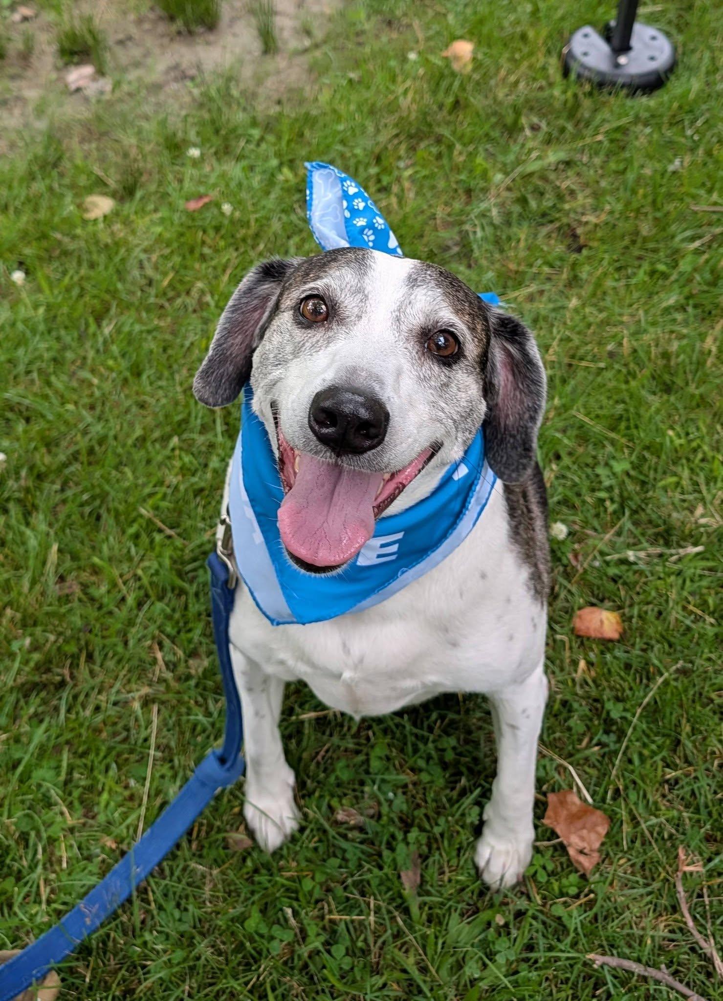Enlarge Skeeter & Blue, a ADOPTABLE mixed breed in Crete, IL image 2/5