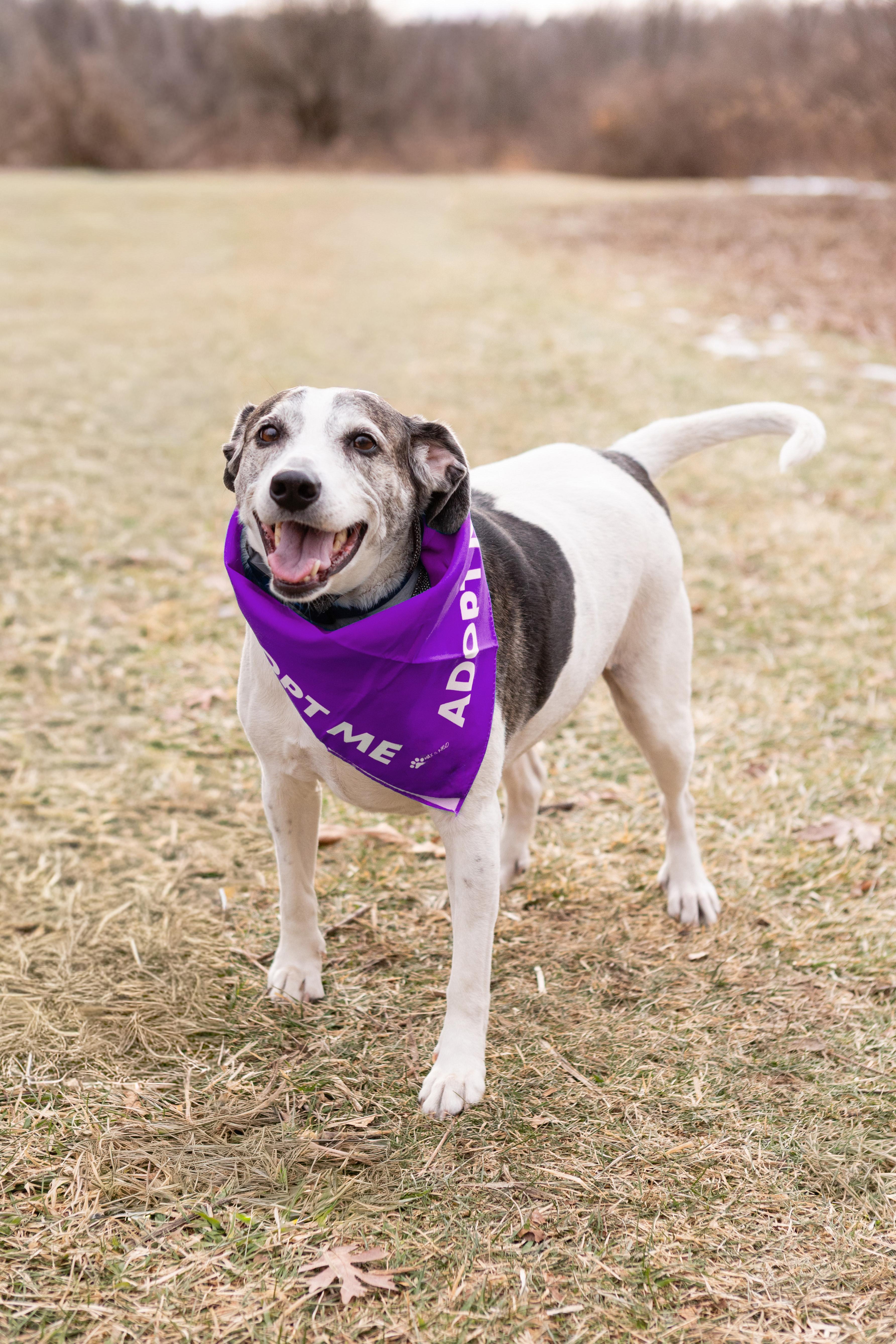 Enlarge Skeeter & Blue, a ADOPTABLE mixed breed in Crete, IL image 4/5