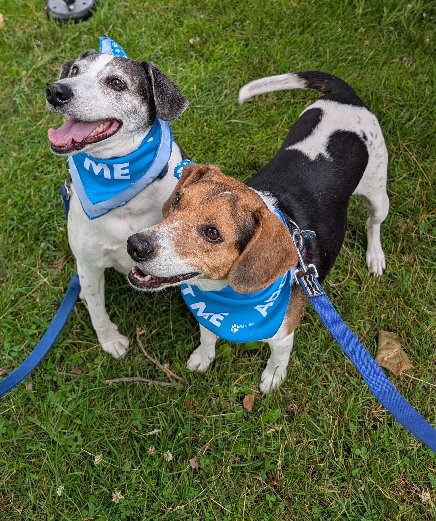 Skeeter & Blue, ADOPTABLE, Adult Male Beagle.