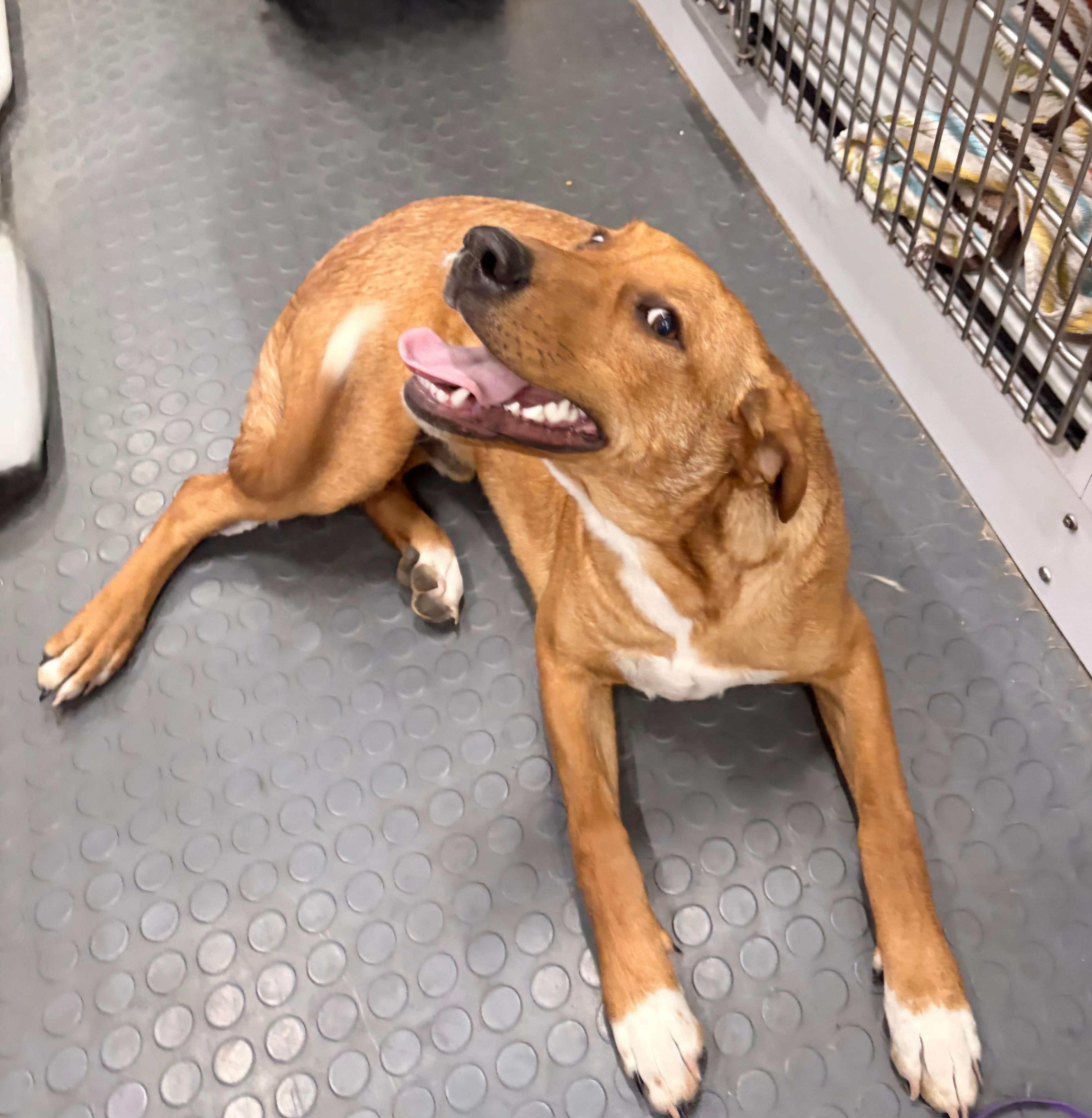 Prinston — thumbnail 2