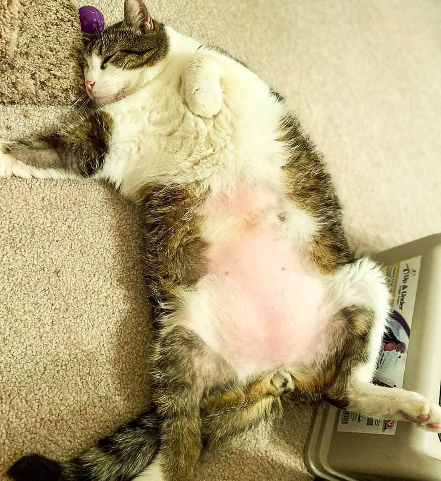 Enlarge Danny, a Adoptable mixed breed in Camp Hill, PA image 1/3