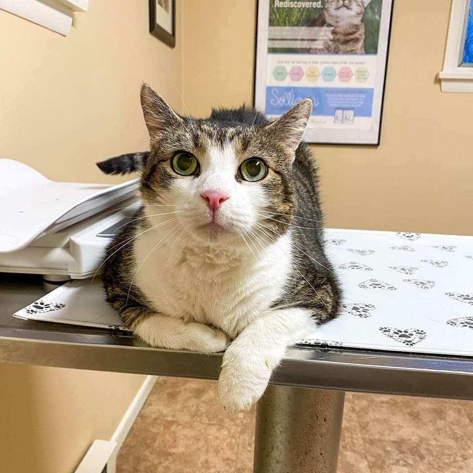 Enlarge Danny, a Adoptable mixed breed in Camp Hill, PA image 2/3