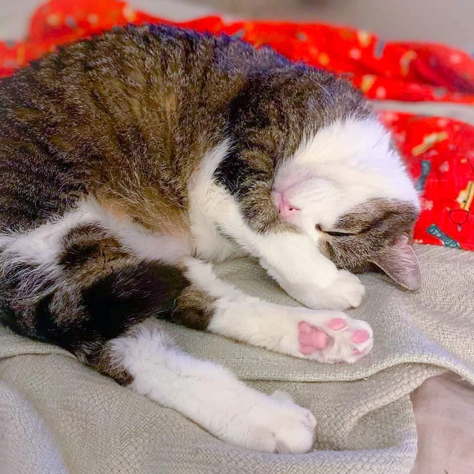 Enlarge Danny, a Adoptable mixed breed in Camp Hill, PA image 3/3