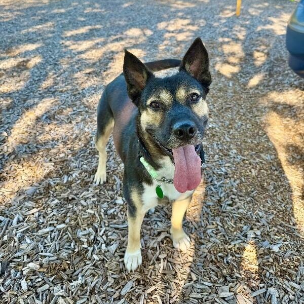 Shelly Seashells the Sweet Kid Friendly Snugglepup