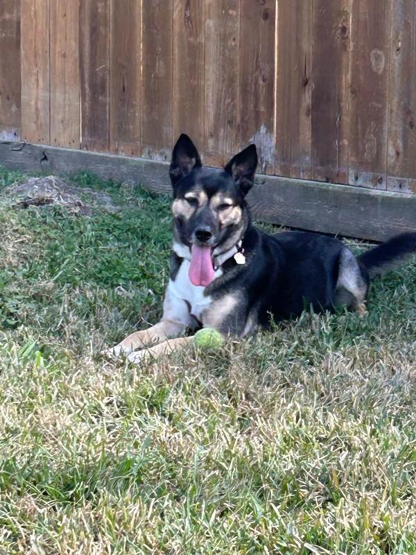 Shelly Seashells the Sweet Kid Friendly Snugglepup — thumbnail 2