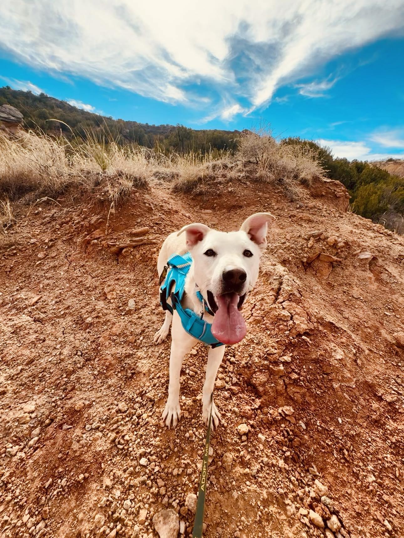 Jax photo 1