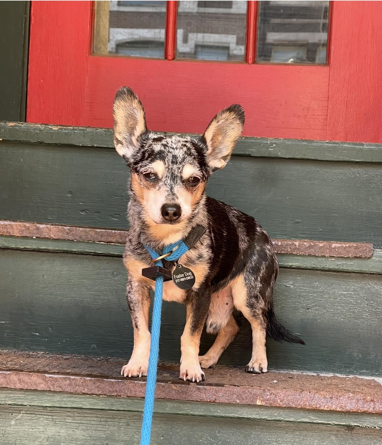 Enlarge Chase , a ADOPTABLE Chihuahua in Springfield, IL image 4/4