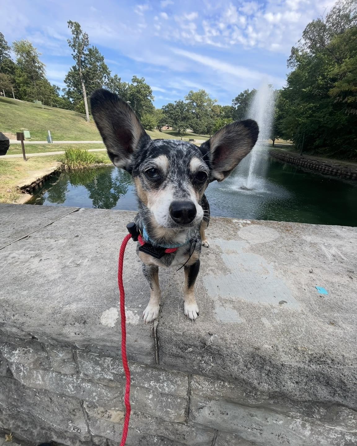 Enlarge Chase , a ADOPTABLE Chihuahua in Springfield, IL image 2/4