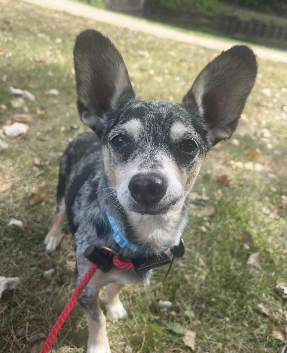 Enlarge Chase , a ADOPTABLE Chihuahua in Springfield, IL image 1/4