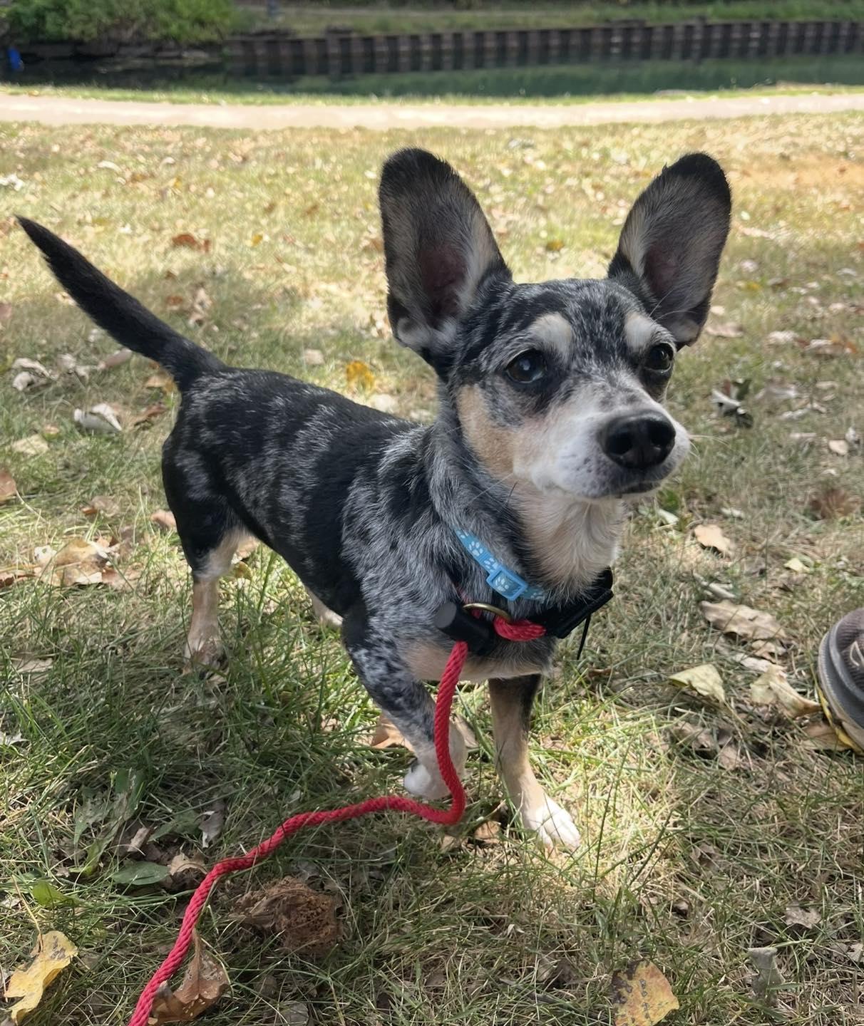 Enlarge Chase , a ADOPTABLE Chihuahua in Springfield, IL image 3/4