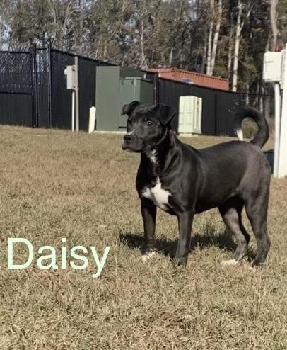 Maisy Daisy, a Adoptable mixed breed in Newtown, CT image 1/5