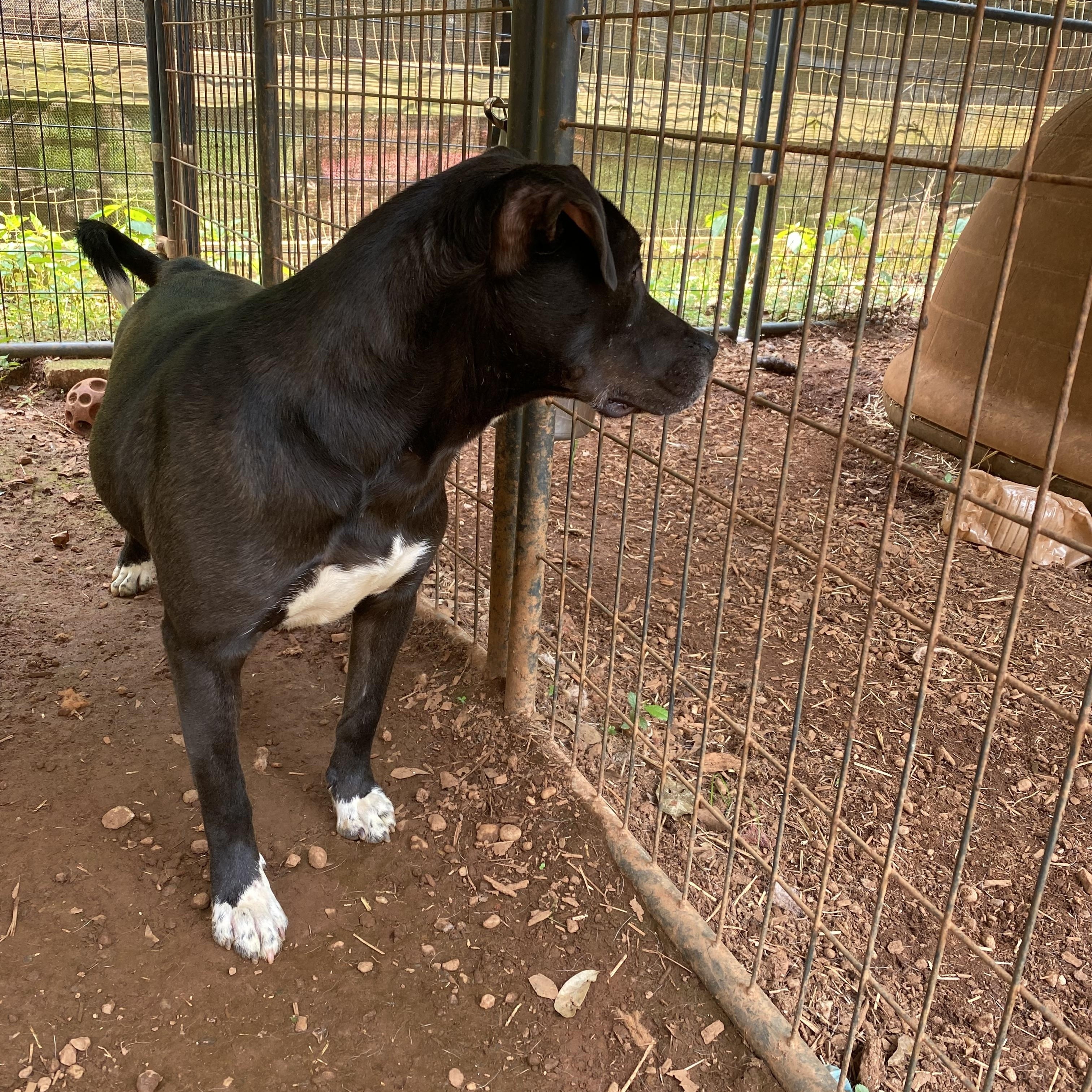 Maisy Daisy, a Adoptable mixed breed in Newtown, CT image 2/5