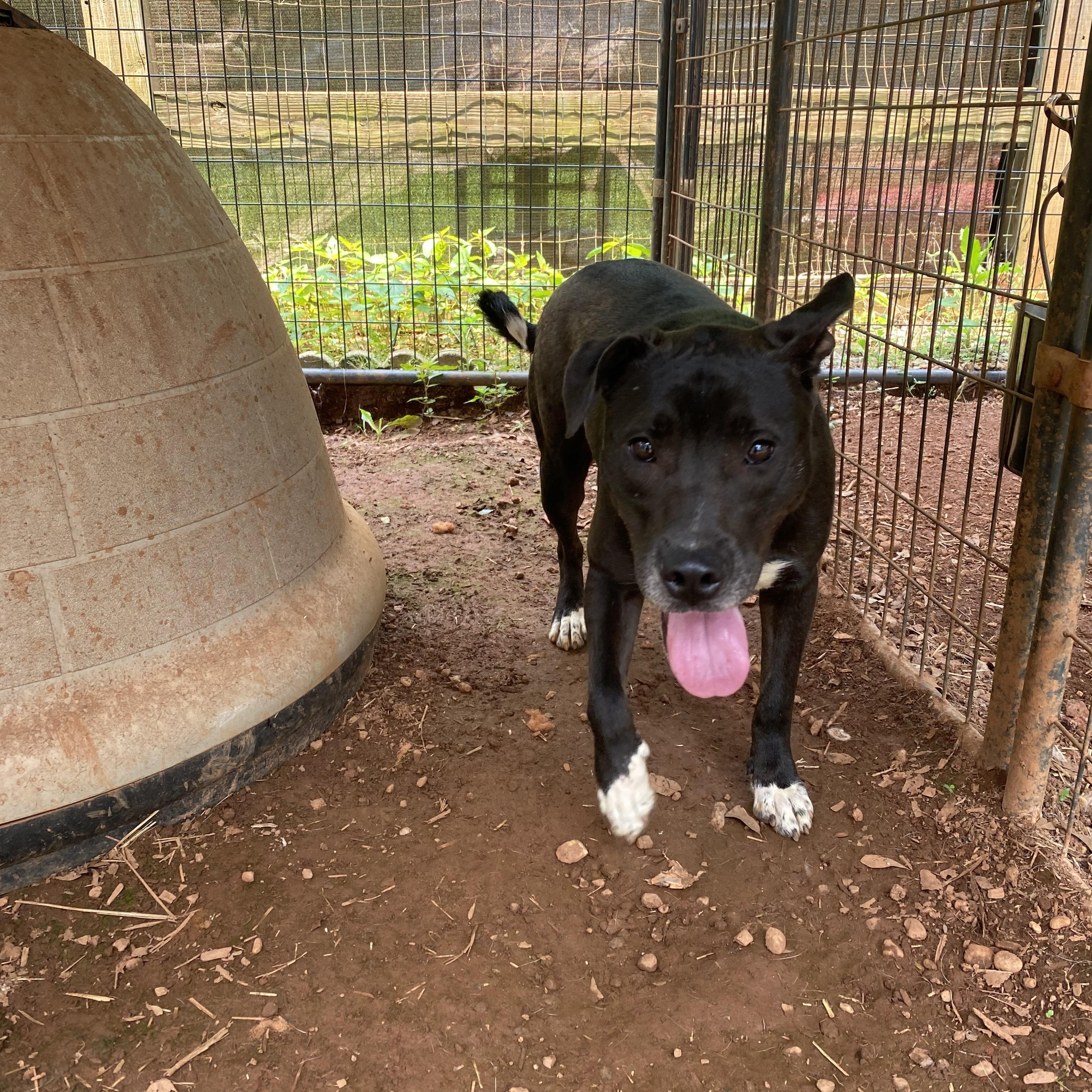 Maisy Daisy, Adoptable, Adult Female Black Labrador Retriever & American Staffordshire Terrier.