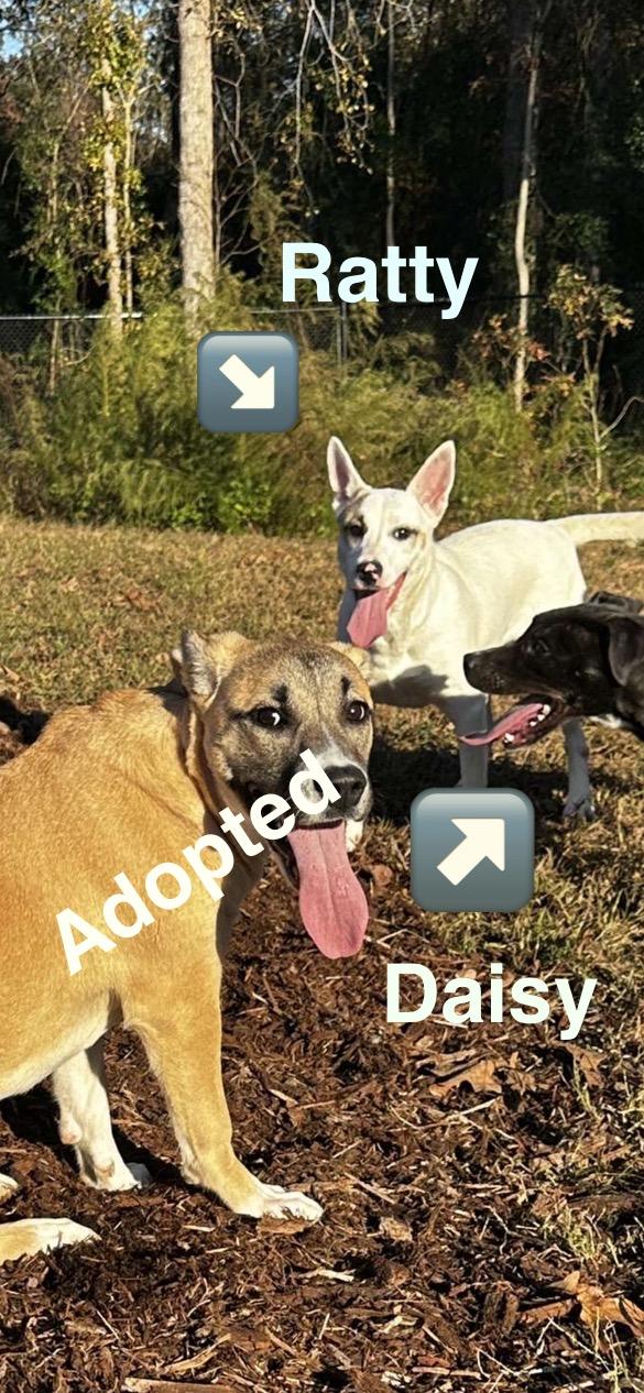 Maisy Daisy, a Adoptable mixed breed in Newtown, CT image 4/5