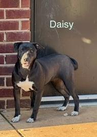 Maisy Daisy, a Adoptable mixed breed in Newtown, CT image 5/5