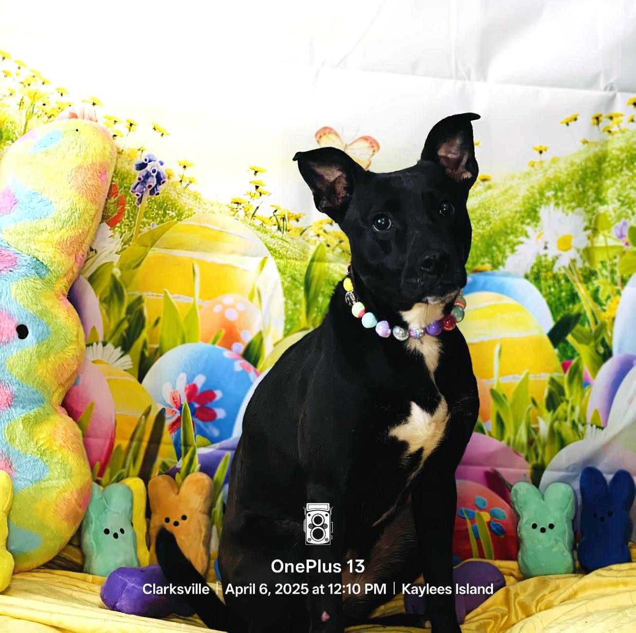 Miyuki, Adoptable, Young Female German Shepherd Dog & American Staffordshire Terrier.