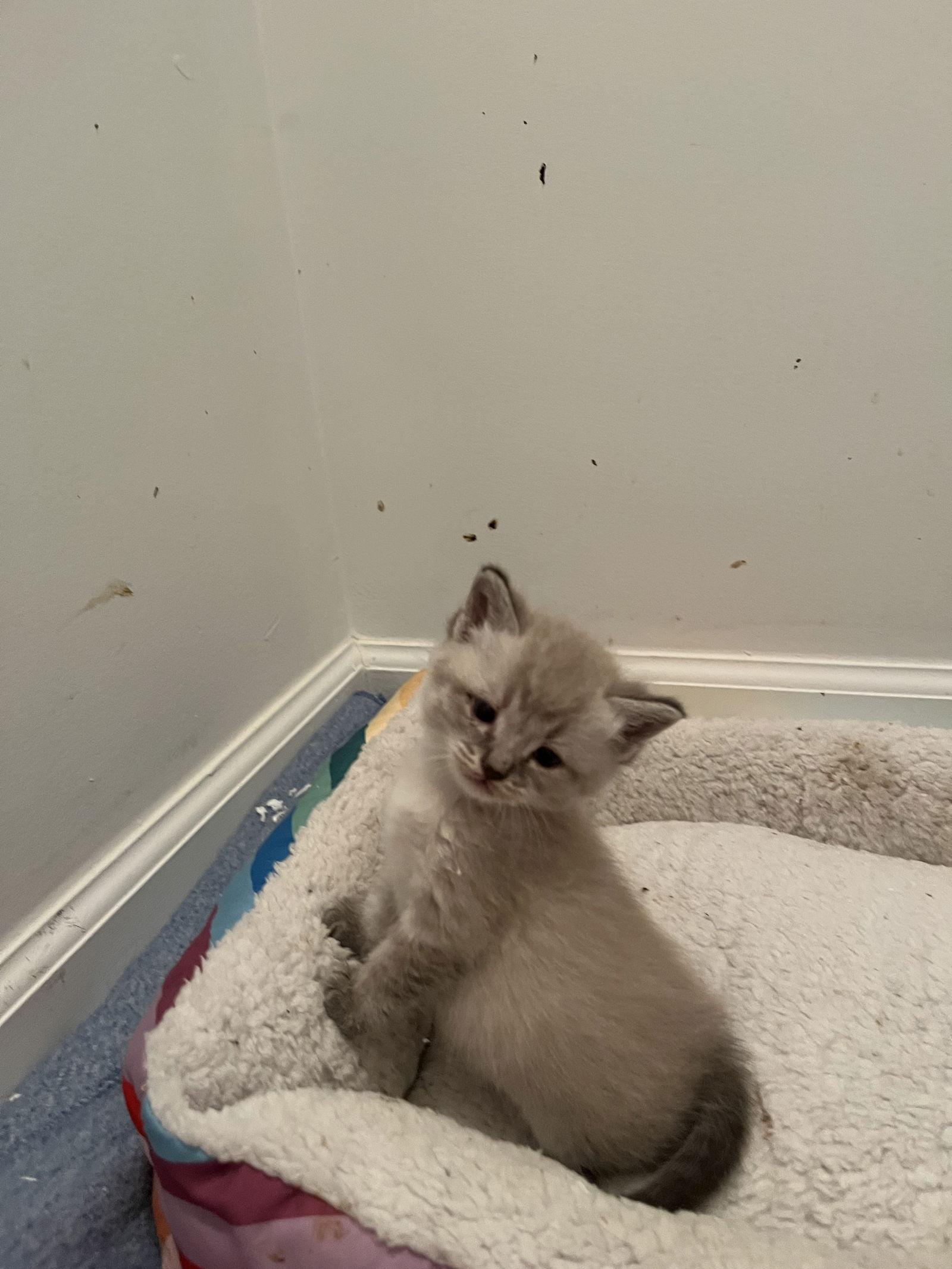 Foggy, Adopted, Kitten Male Domestic Short Hair.