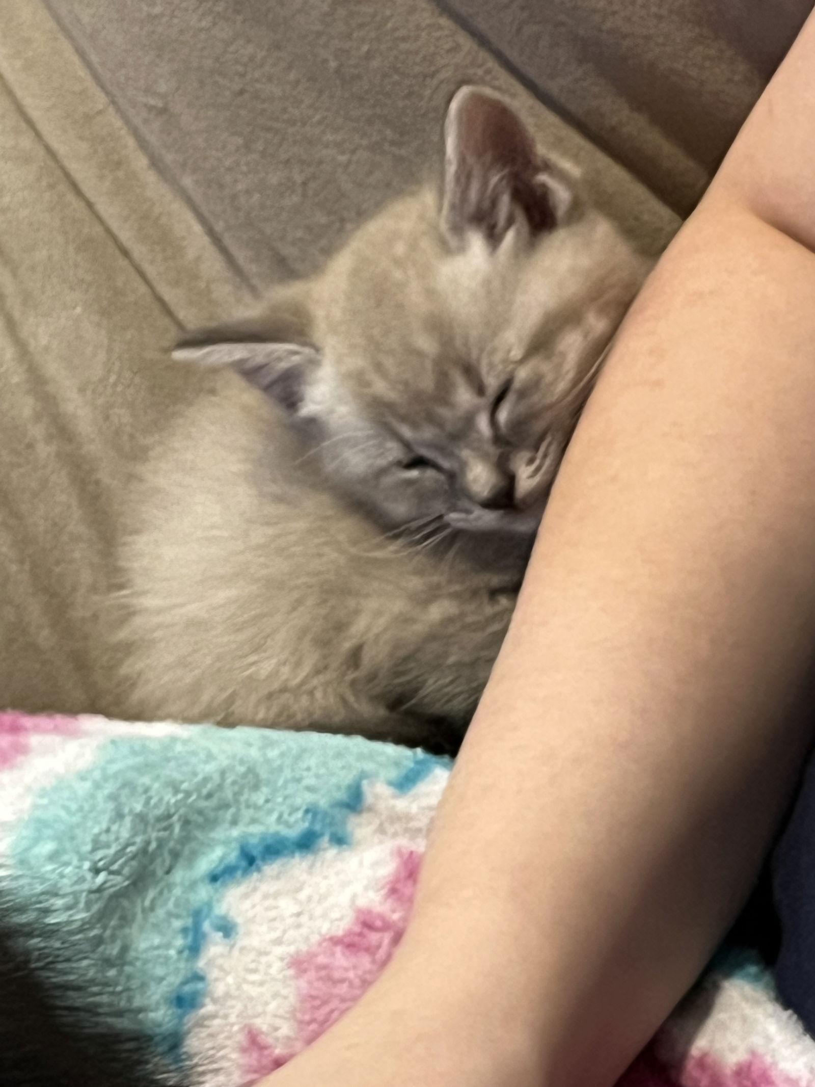 Foggy, a Adopted Domestic Short Hair in Horn Lake, MS image 2/2